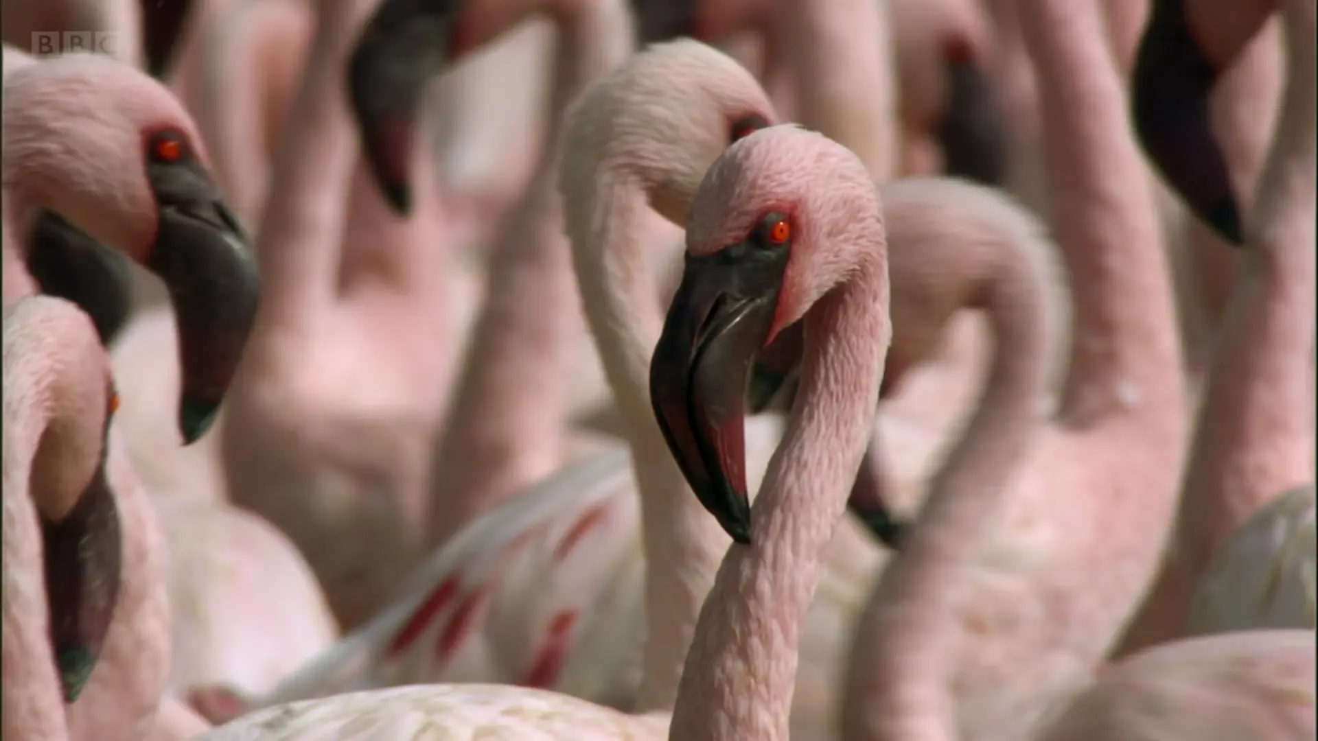 Lesser flamingo (Phoeniconaias minor) as shown in Africa - Savannah